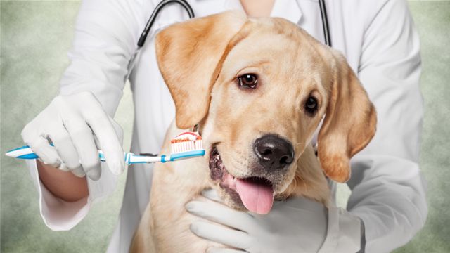 948人が選ぶ 犬用歯磨きガムのおすすめランキング 2020 ワンちゃん向け人気オーラルケアおやつを紹介 ボイスノートマガジン