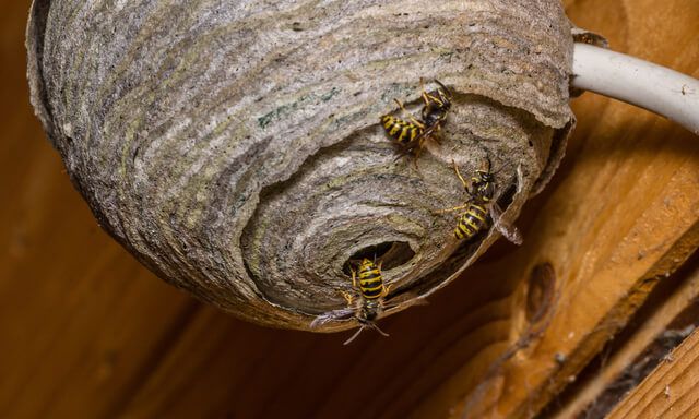 1 319人が選ぶ 蜂の巣駆除業者のおすすめランキング 2020 料金相場や選び方も紹介 ボイスノートマガジン